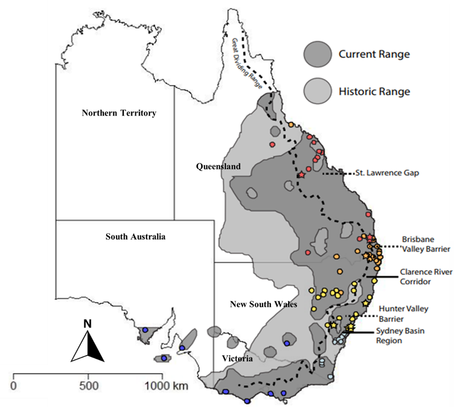 Koala – A Natural History and an Uncertain Future by Danielle Clode ...
